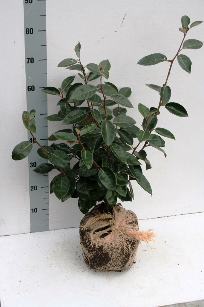 Elaeagnus