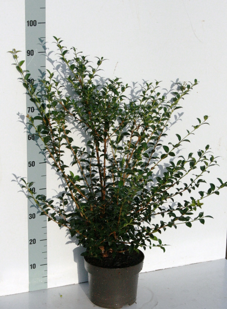 Osmanthus Burkwoodii