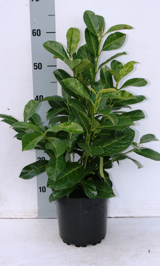 Prunus