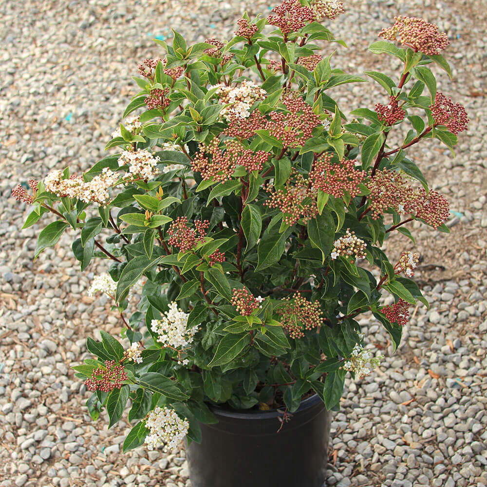 Viburnum Tinus